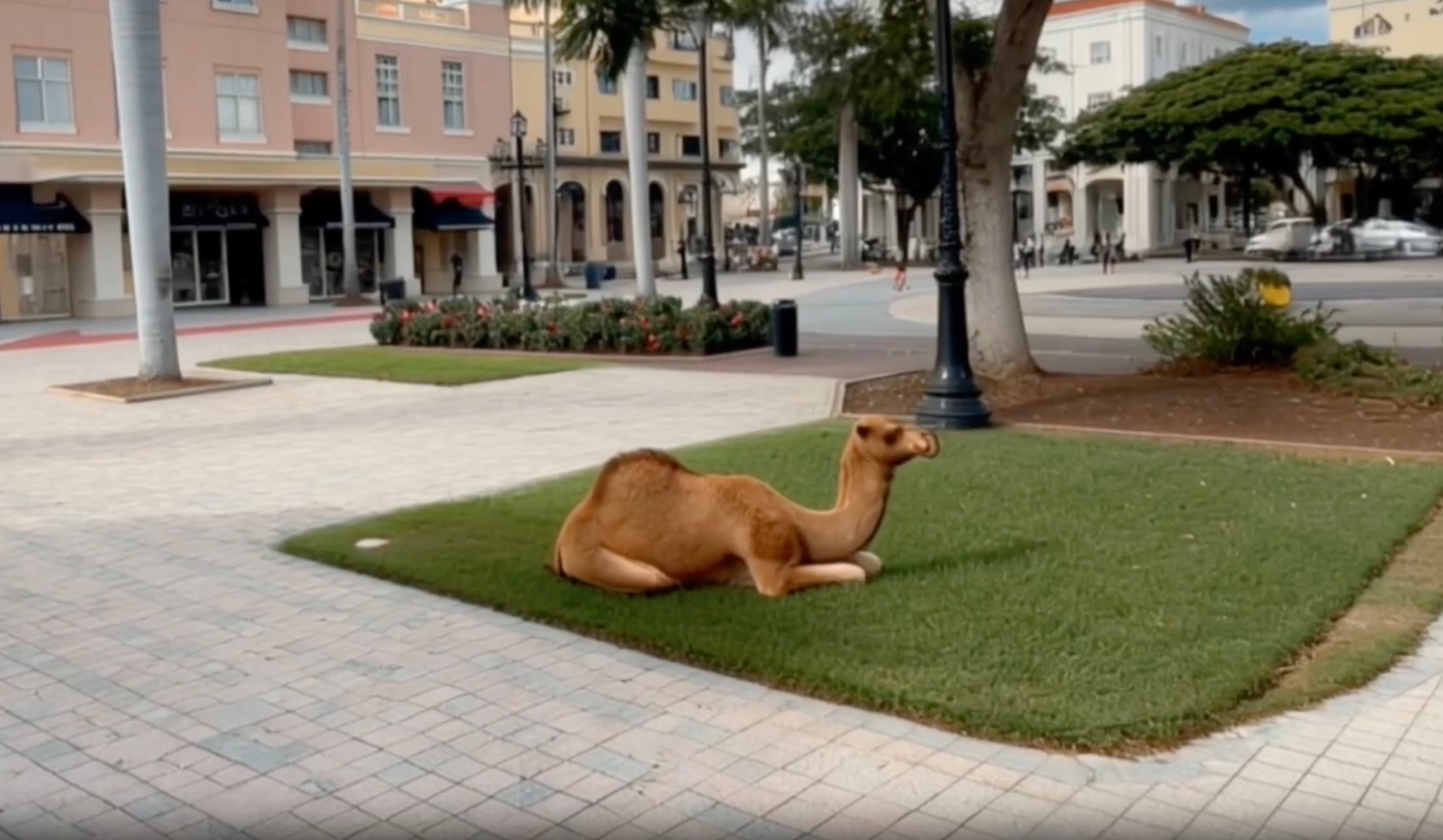 AR Camel Rescue